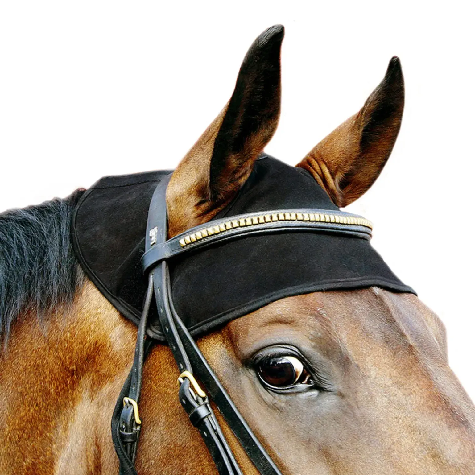 Back On Track, Protege-Cou Pour Cheval
