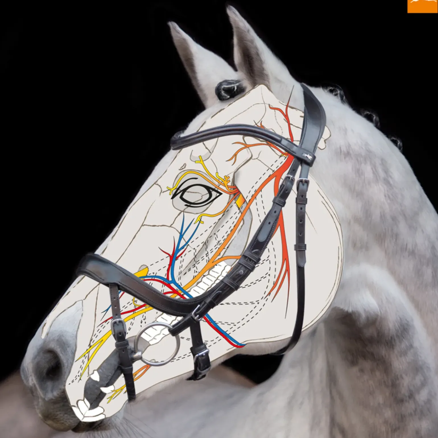 Bridon Schockemohle Equitus Alpha