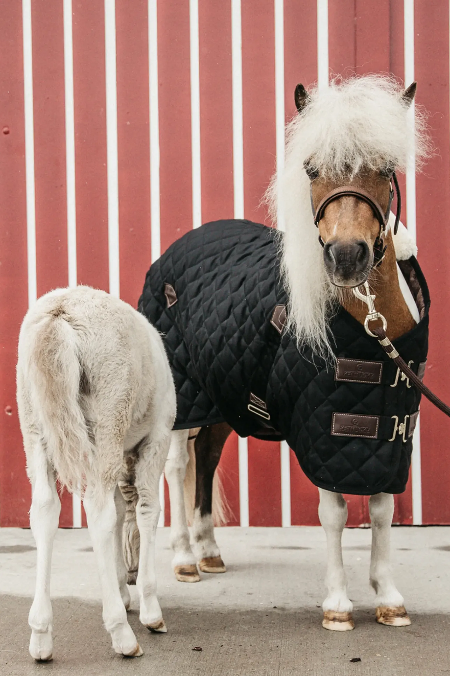 Couverture D'écurie Kentucky Horsewear 400G