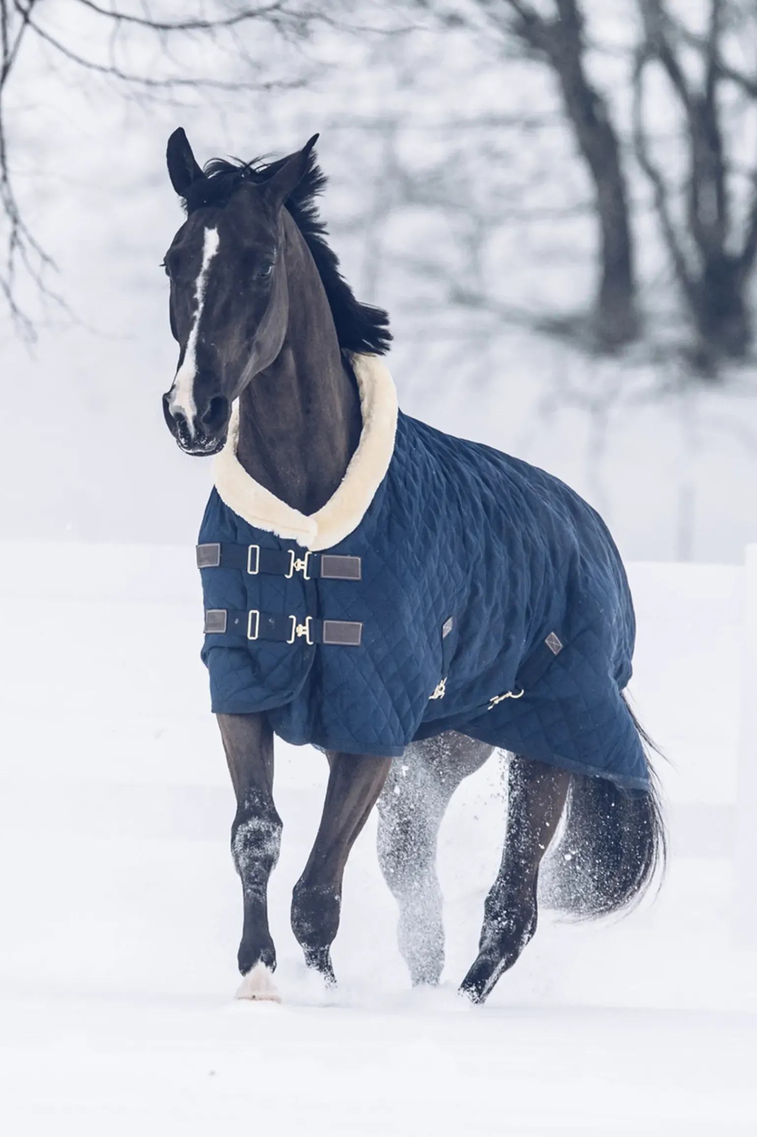 Couverture De Concours Kentucky Horsewear, 160 G