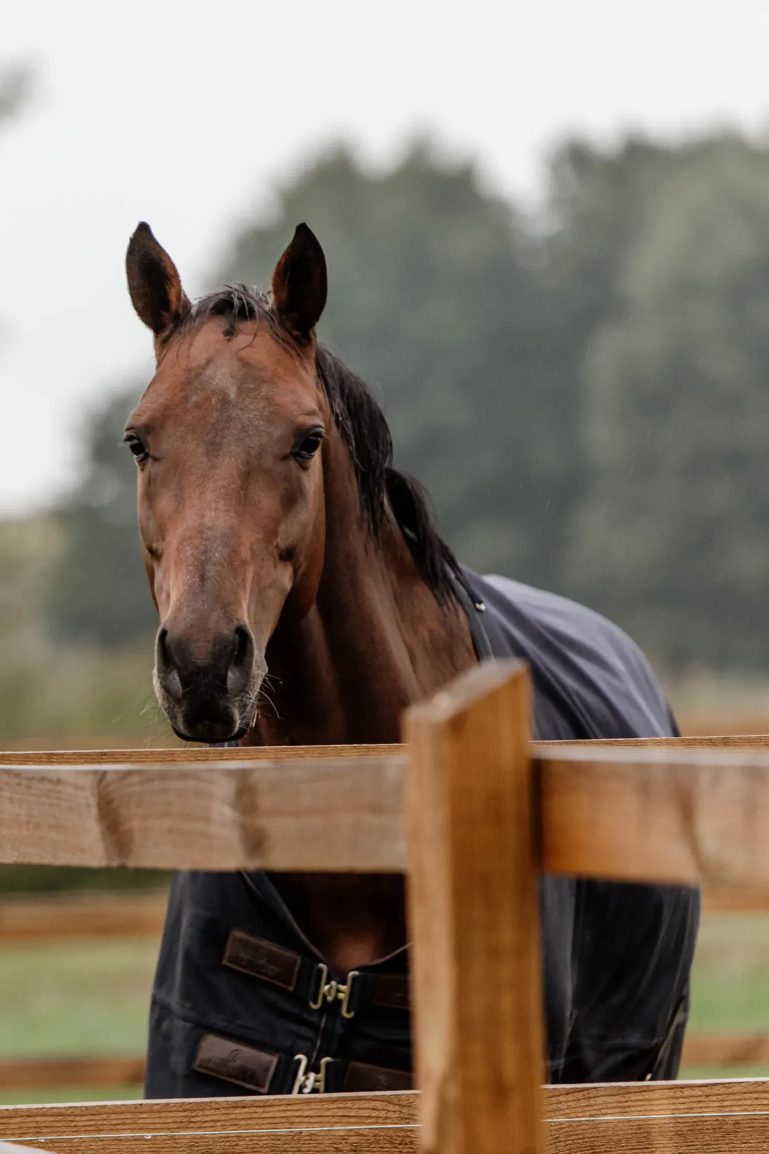 Couverture De Paddock Kentucky Horsewear 300Gr