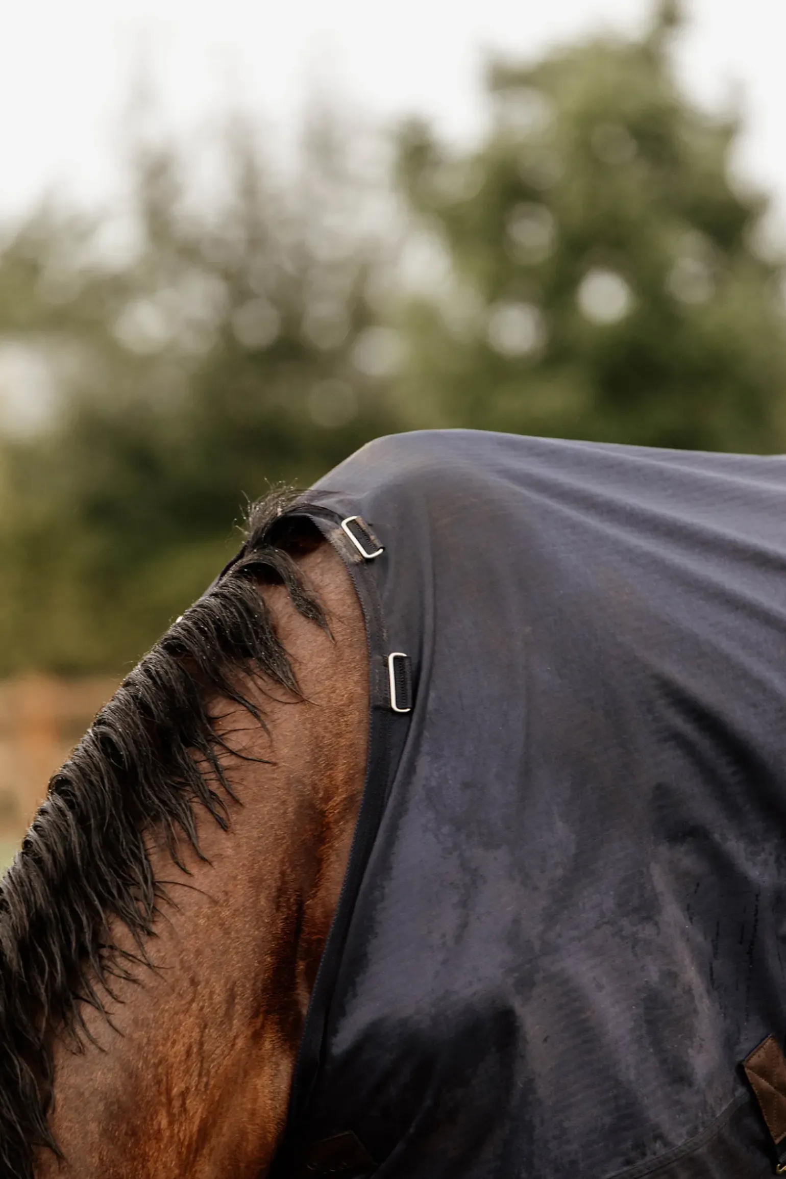 Couverture De Paddock Kentucky Horsewear 300Gr