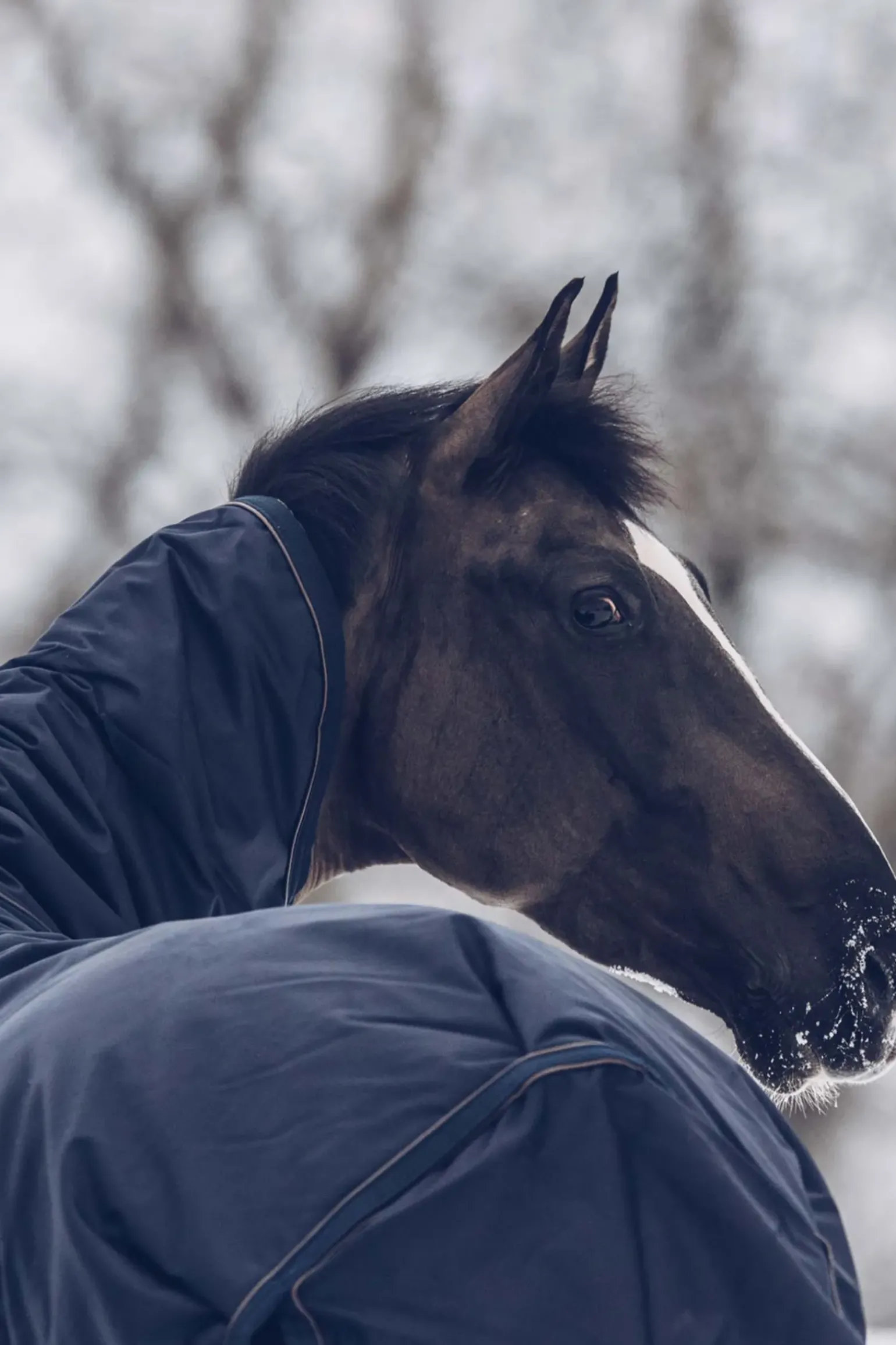 Couverture D'Exterieur Tout Temps Impermeable Kentucky Horsewear Classic, 300 G