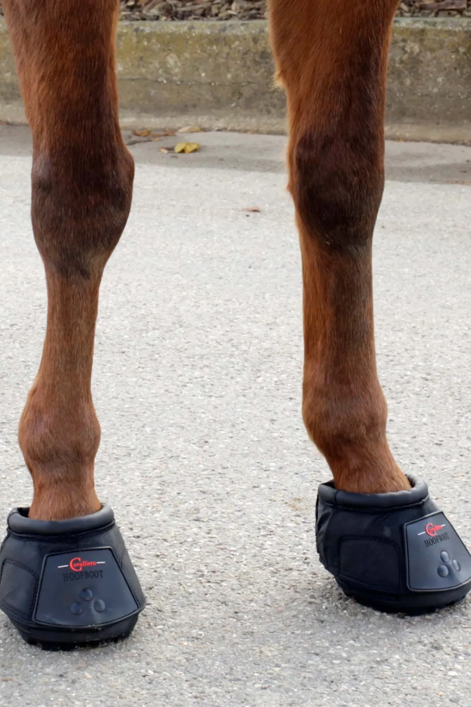 Covalliero Sandale Pour Chevaux (1 Piece)