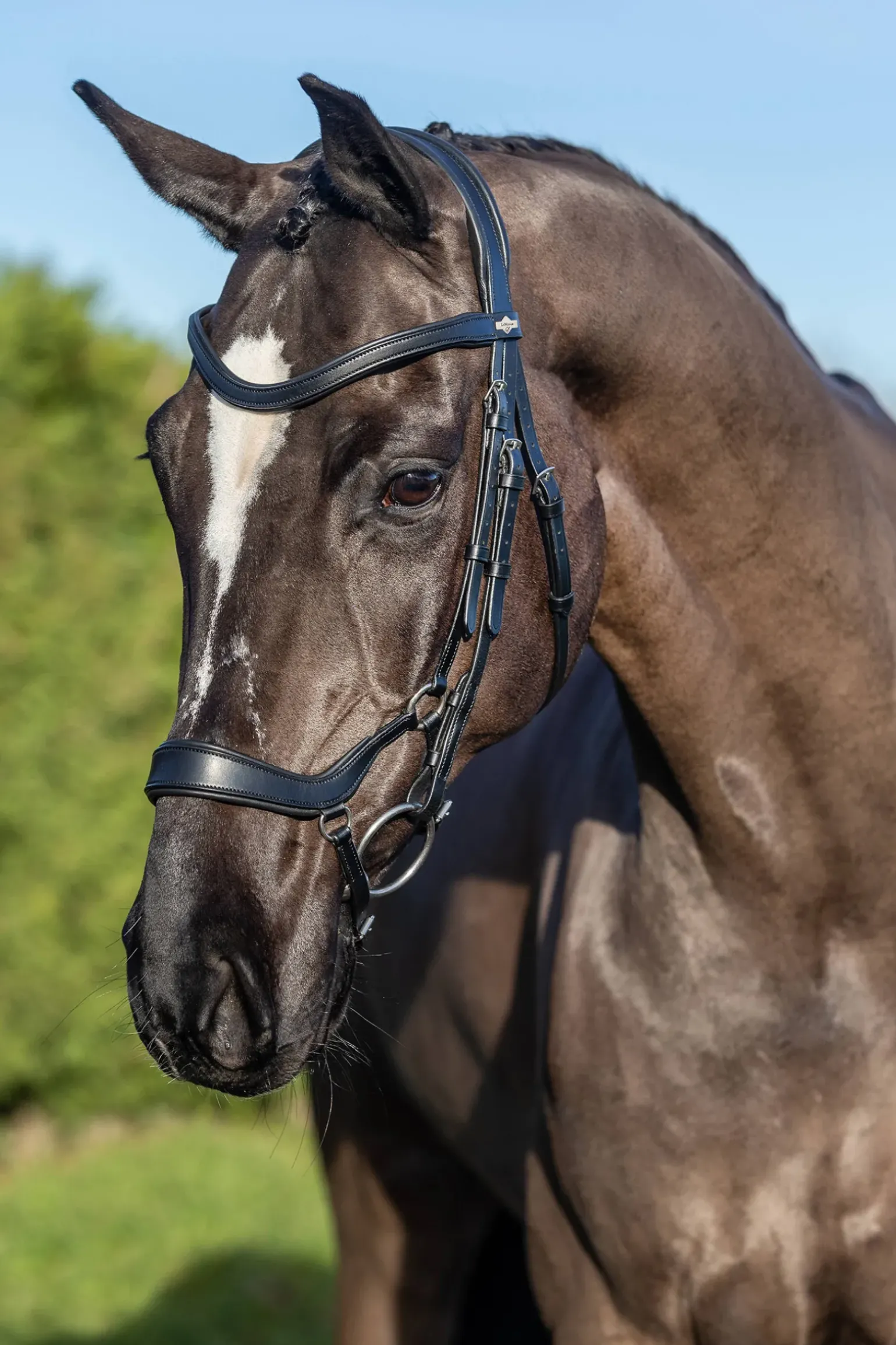 Filet De Dressage Lemieux Arika Drop