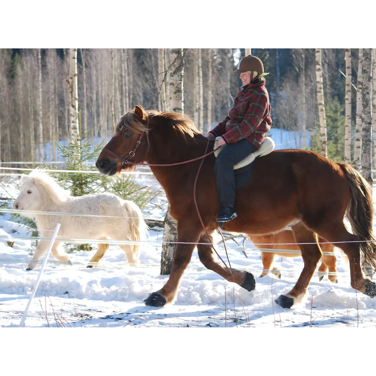 F.R.A. Boots A Sabots Simple Slim Cavallo