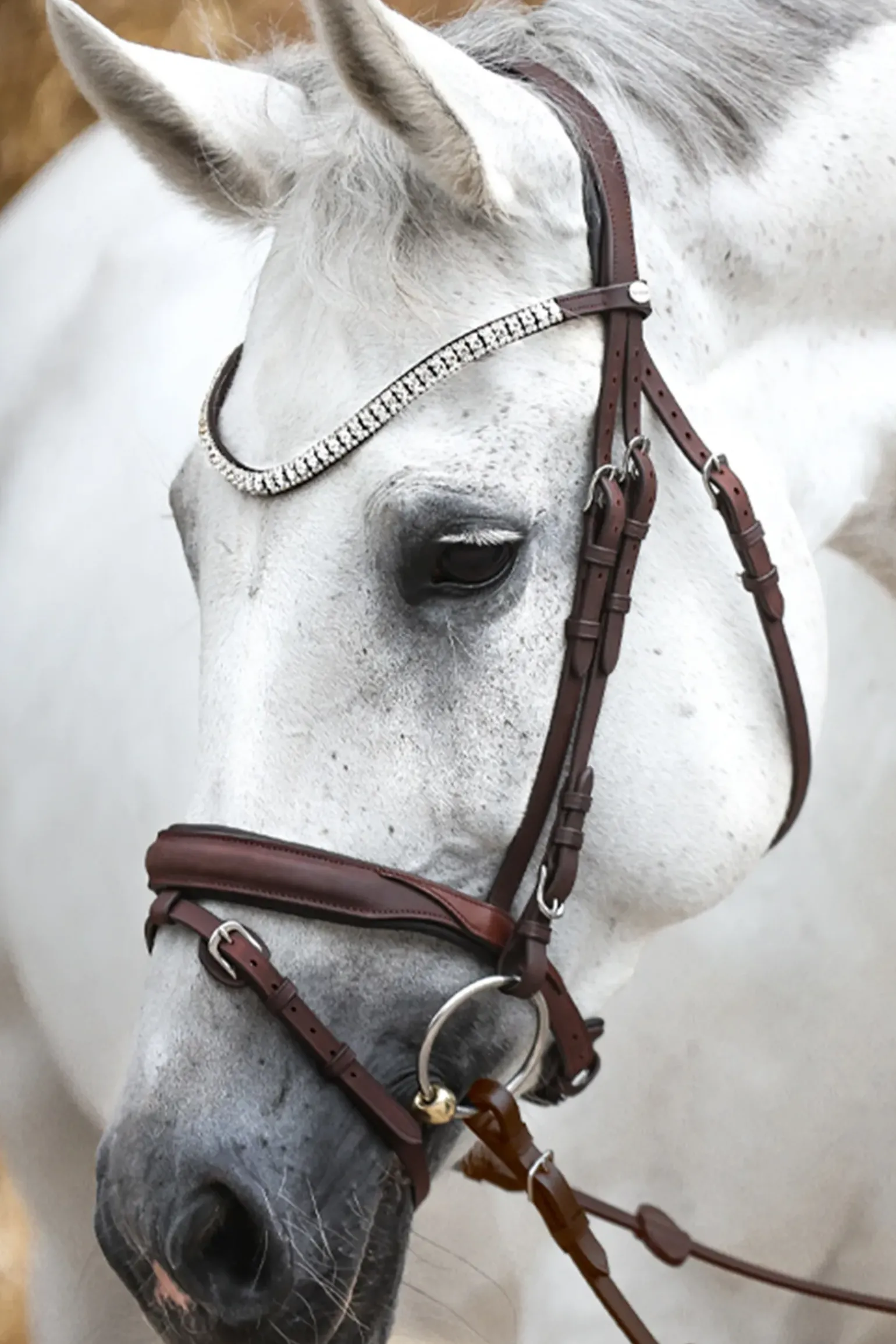 Kavalkade Everness Bridle