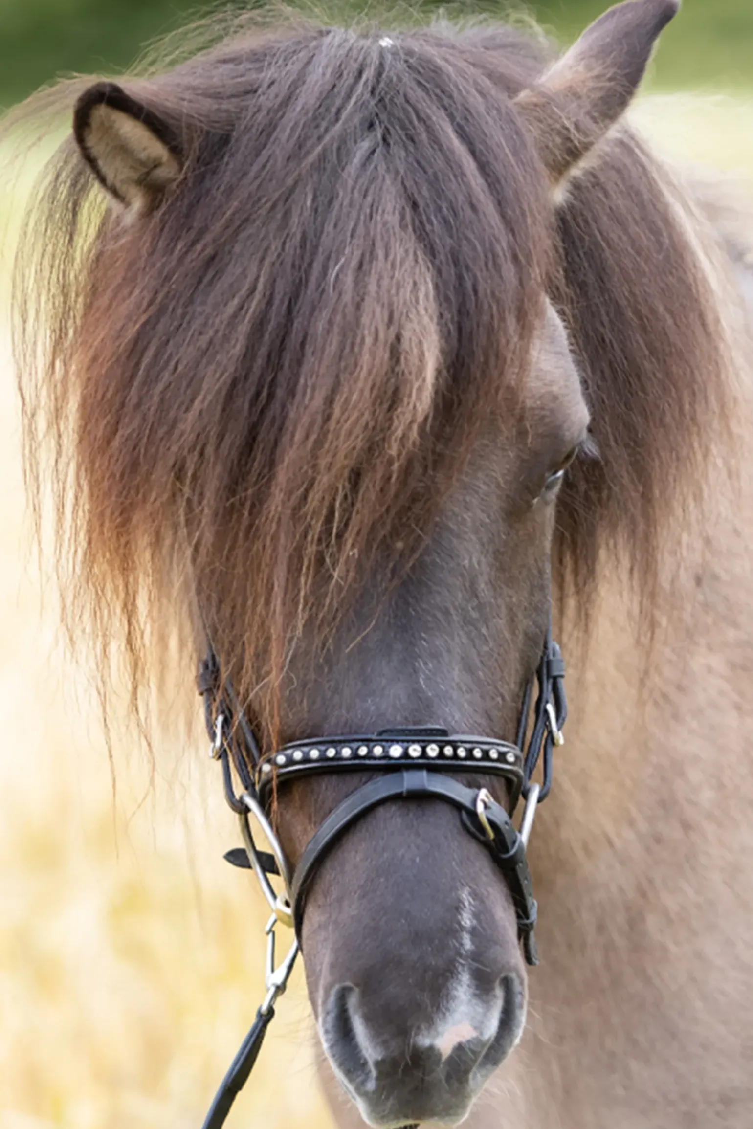 Kavalkade Glansandi English Noseband For Kjartan Icelandic Bridle