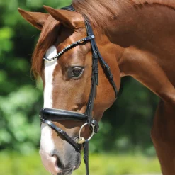 Kavalkade Grey Bridle