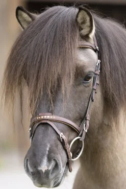Kavalkade Gull English Noseband For Aradis Icelandic Bridle