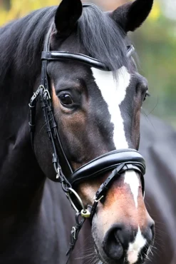 Kavalkade Proline Astrid Bridle