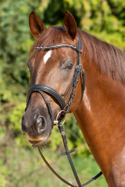 Kieffer Ultrasoft® Economy Ii Bridle