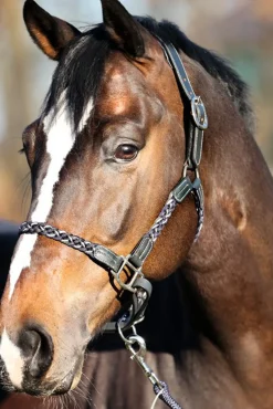 Licol Tresse Kavalkade Tessa