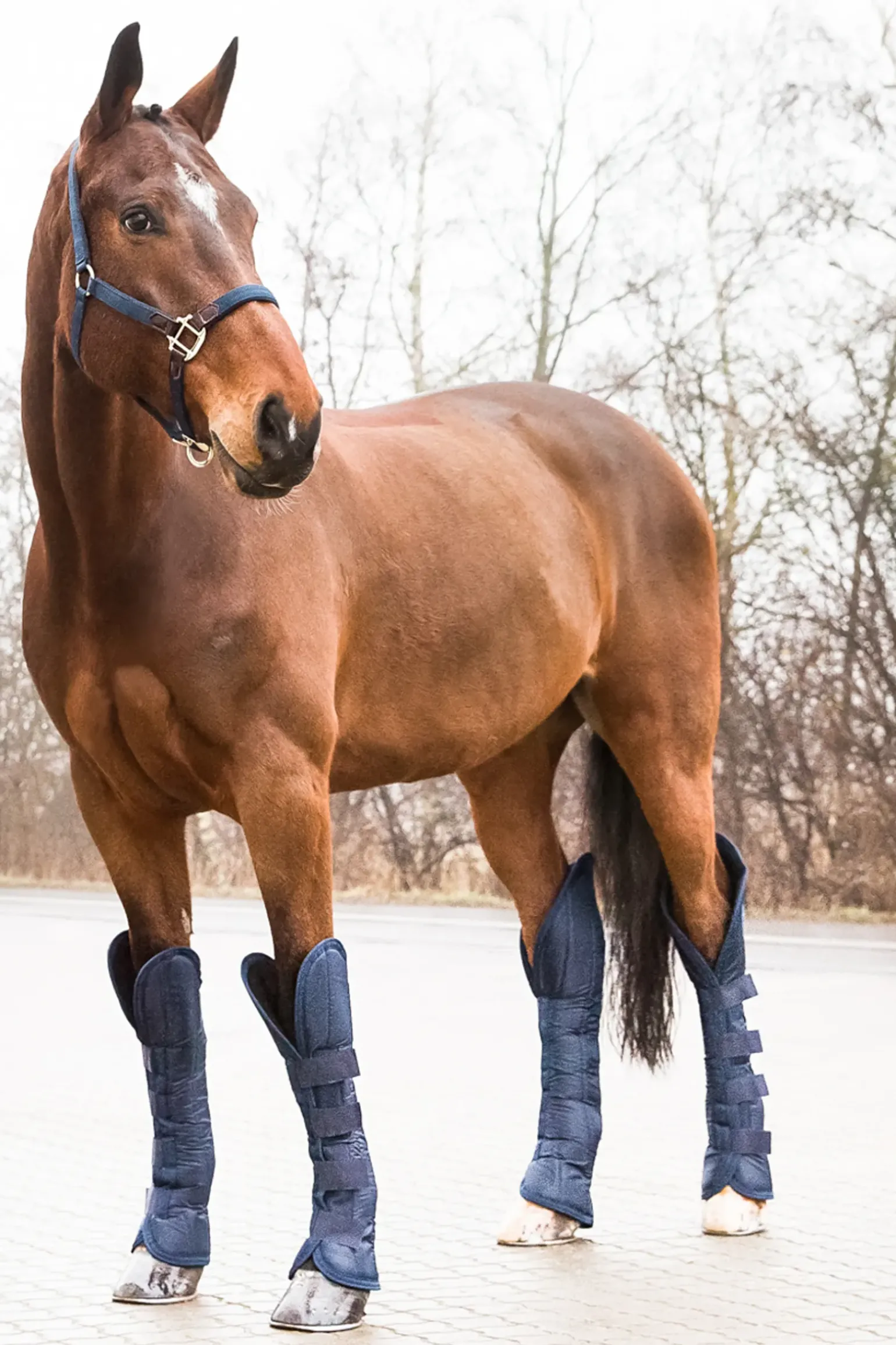 Protections De Transport Horze
