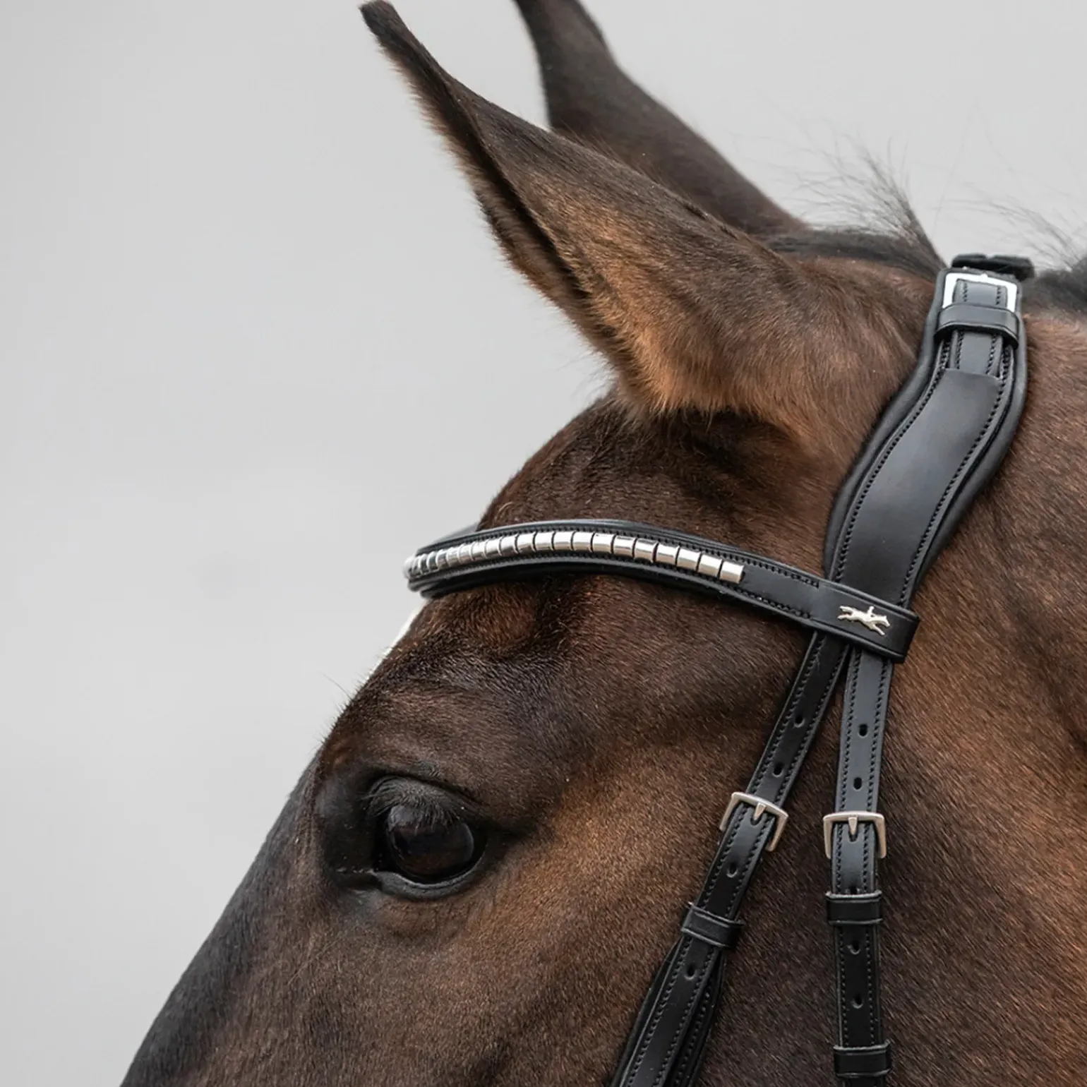 Tetiere Schockemohle Equitus Rho