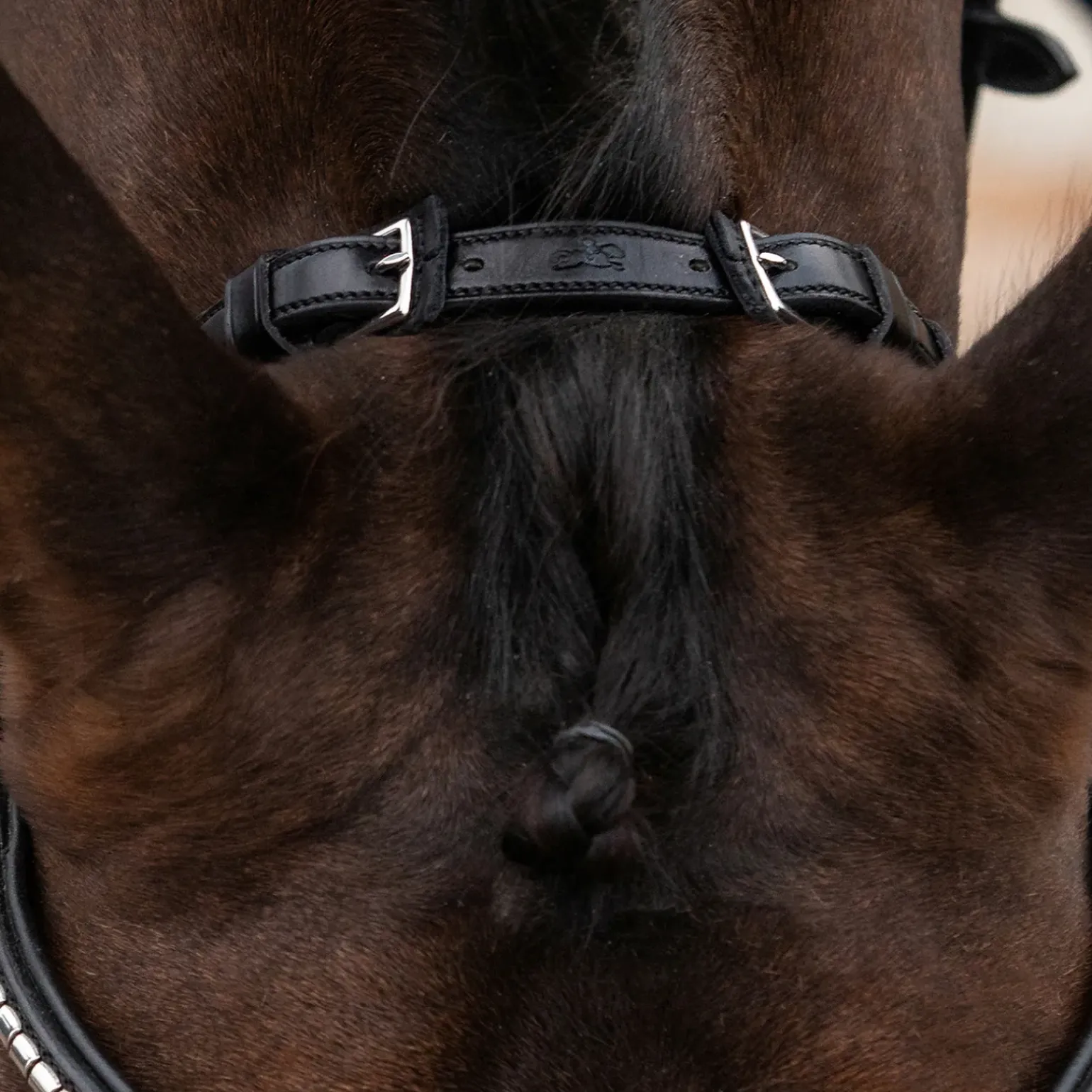 Tetiere Schockemohle Equitus Rho